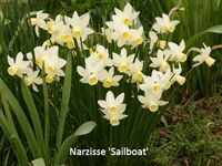 Narcissus jonquilla Sailboat (2)