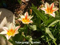 Tulipa greigii Quebec (2)