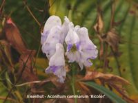 Aconitum cammarum Bicolor