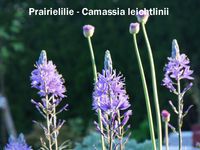 Camassia leichtlinii (3)