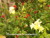 Chrysanthemum Schwabenstolz (3)