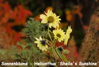 Helianthus giganteus Sheila&acute;s Sunrise (2)