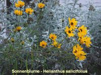 Helianthus salicifolius (2)