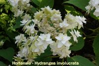Hydrangea involucrata (3)