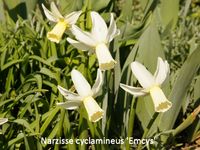 Narcissus cyclamineus Emcys