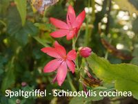 Schizostylis coccinea (4)