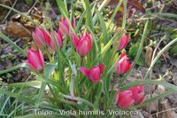 Tulipa humilis Violacea (2)_1